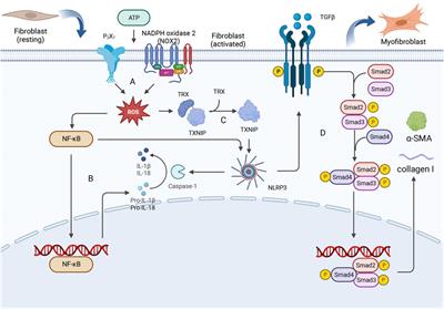 The role of pyroptosis in heart failure and related traditional chinese medicine treatments